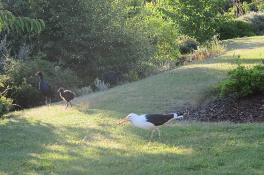 The ruler of the roost  - seeing off the pukeko and chick. 