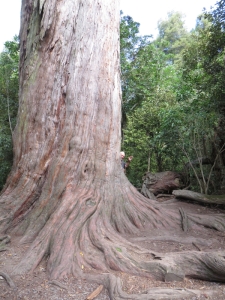 The blip on the side of the trunk is Mani's head!  This totara is almost 3m across.